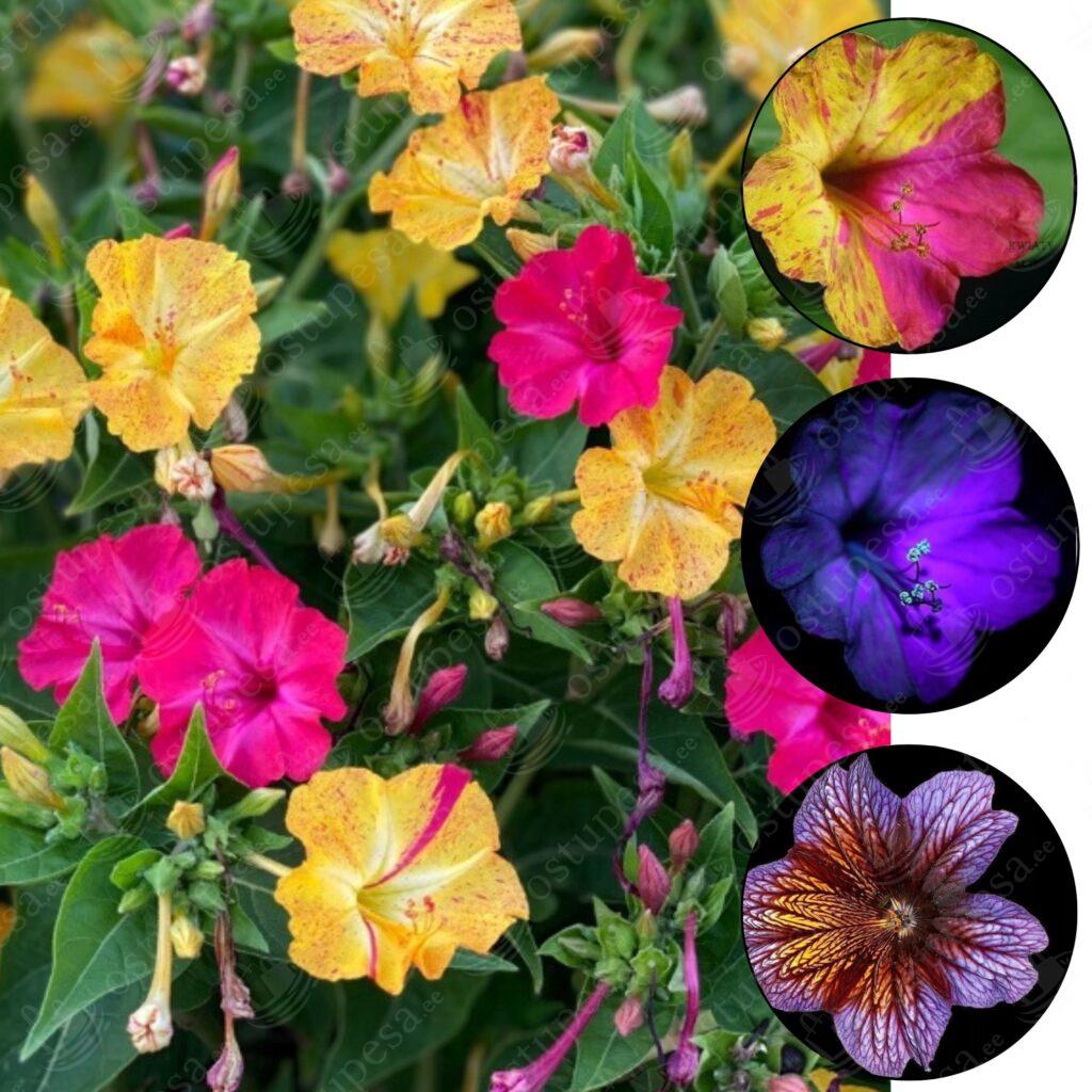 Lilleseemned “Peruu marvel”, 2 pakki komplektis