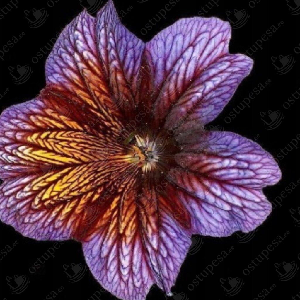 Lilleseemned “Peruu marvel”, 2 pakki komplektis