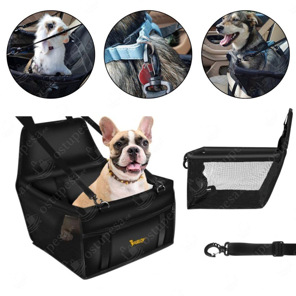 Lemmiklooma iste autosse