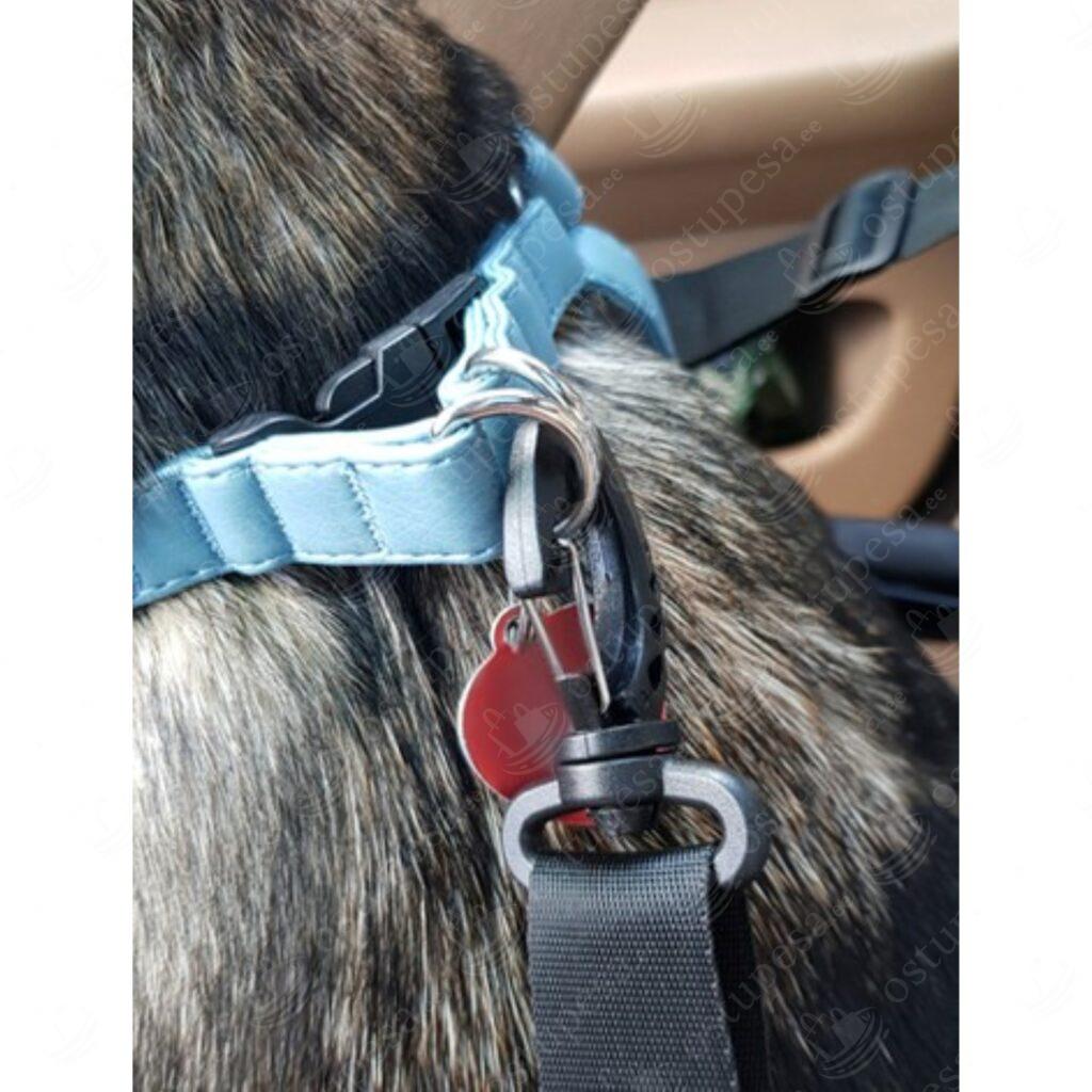 Lemmiklooma iste autosse