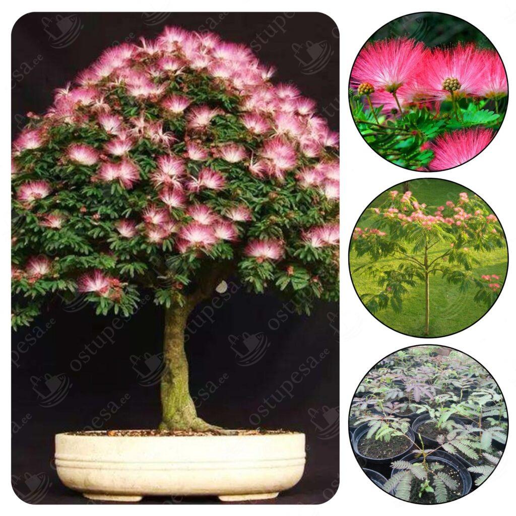 Siidipuu “Albicja Jedwabista” seemned, 3 pakki komplektis
