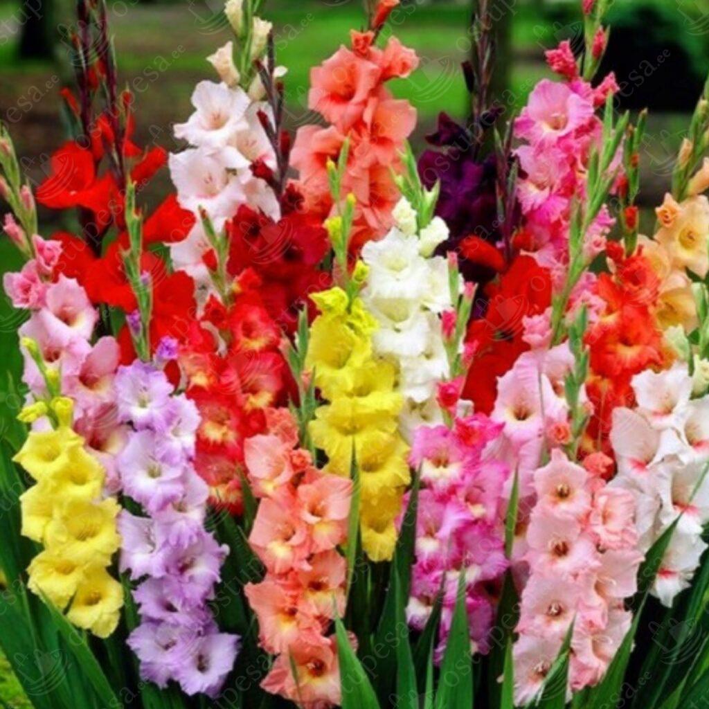 Värvilised gladiooli lillesibulad, 50tk komplektis