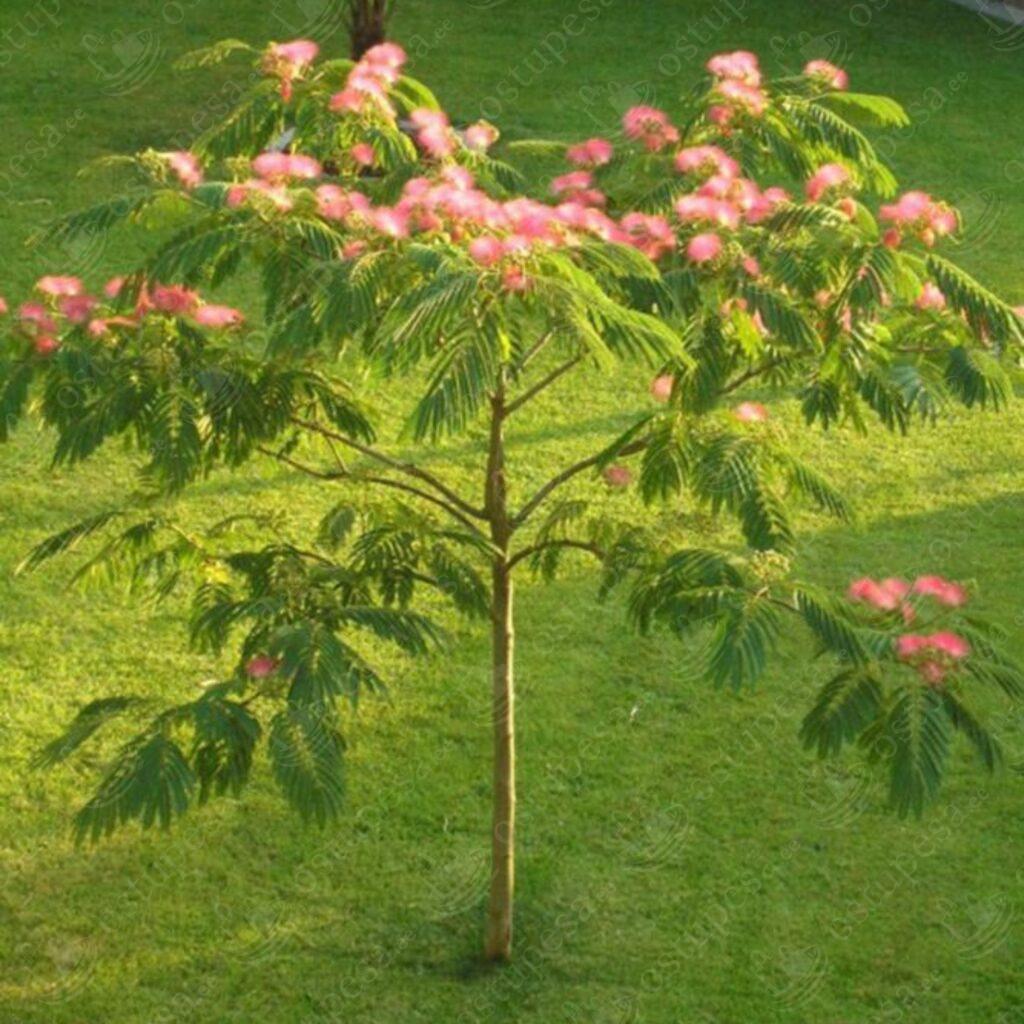 Siidipuu “Albicja Jedwabista” seemned, 3 pakki komplektis