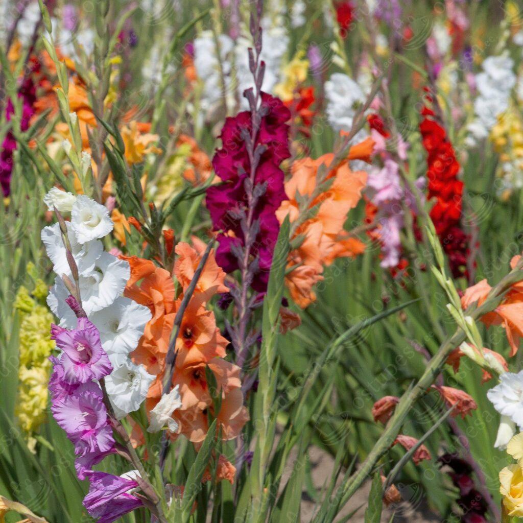 Värvilised gladiooli lillesibulad, 50tk komplektis