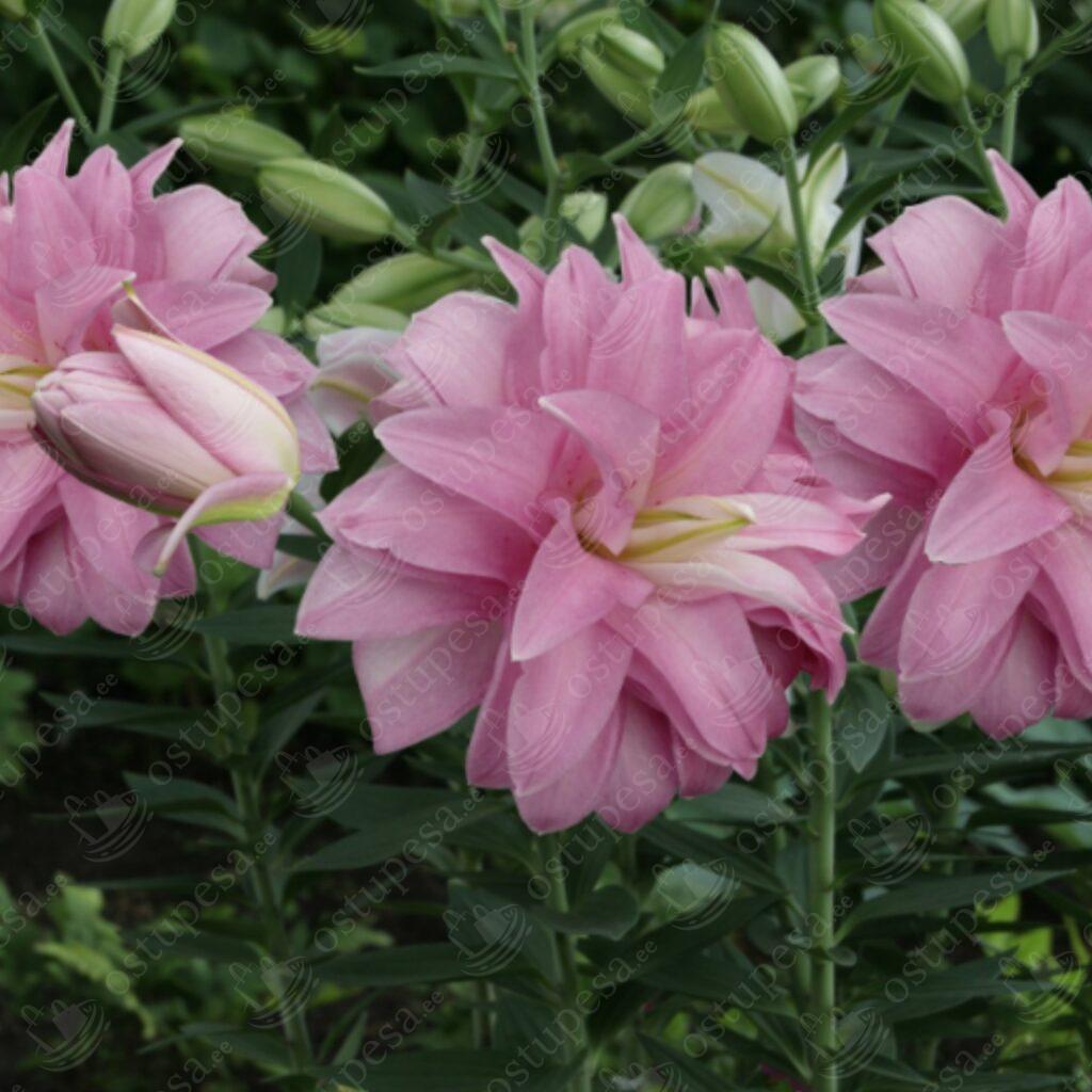 Kahekordne idamaine liilia “Lotus Breeze”, roosa, 8 sibulat komplektis