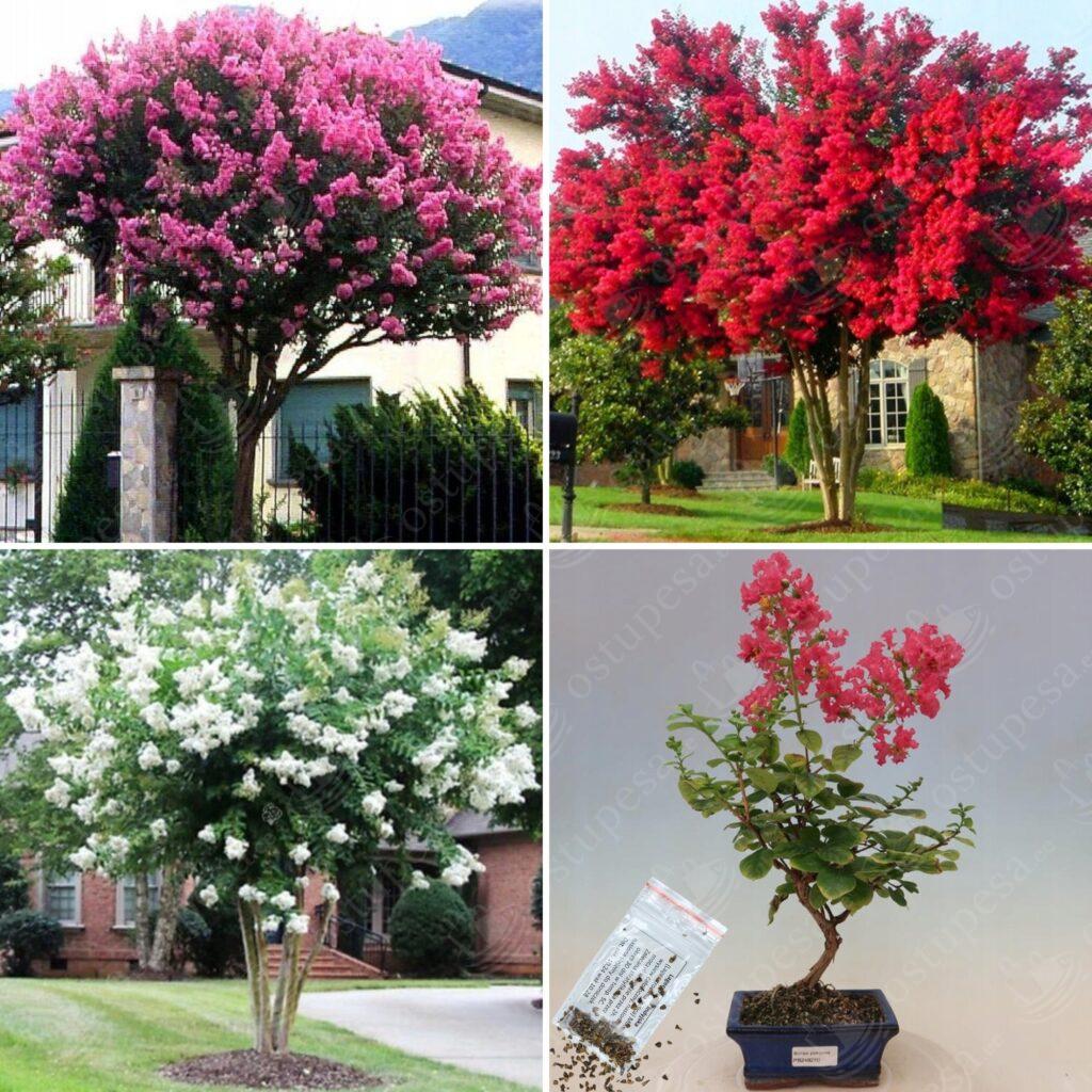 Krepp-mürt seemned, Lagerstroemia indica MIX