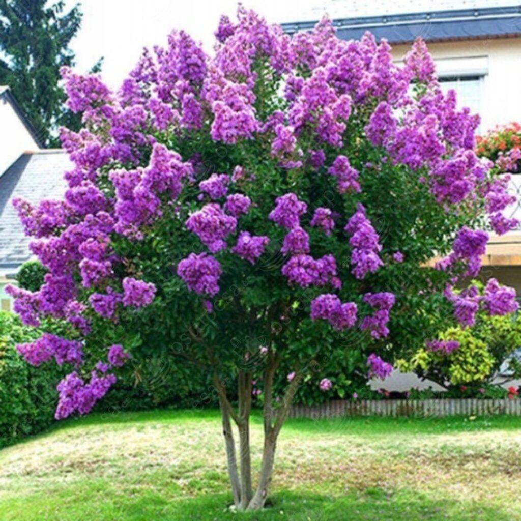 Krepp-mürt seemned, Lagerstroemia indica MIX