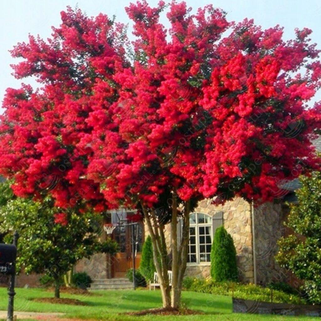 Krepp-mürt seemned, Lagerstroemia indica MIX