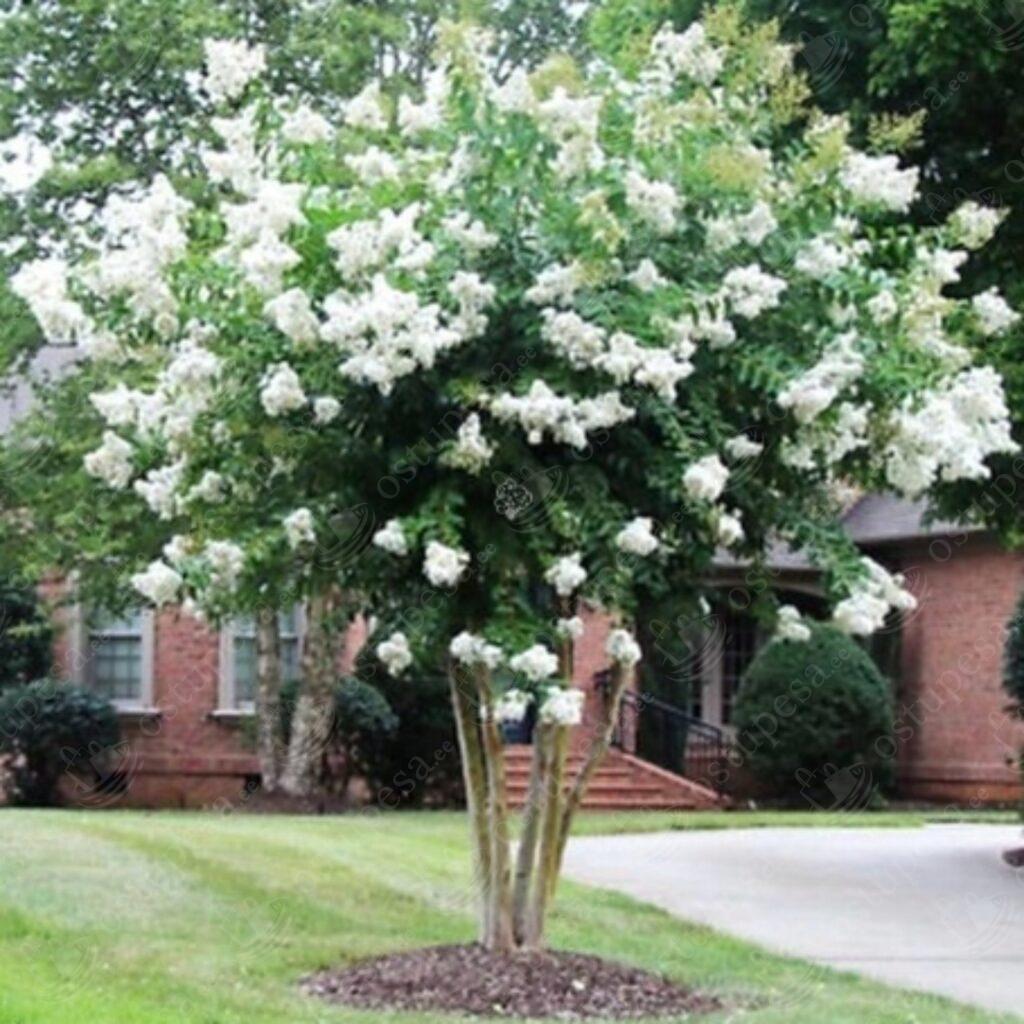 Krepp-mürt seemned, Lagerstroemia indica MIX
