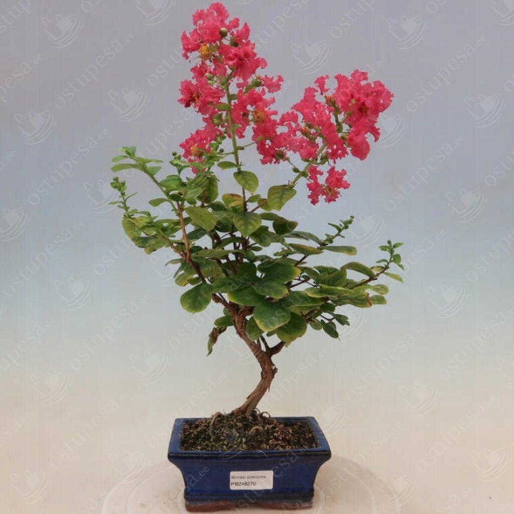 Krepp-mürt seemned, Lagerstroemia indica MIX