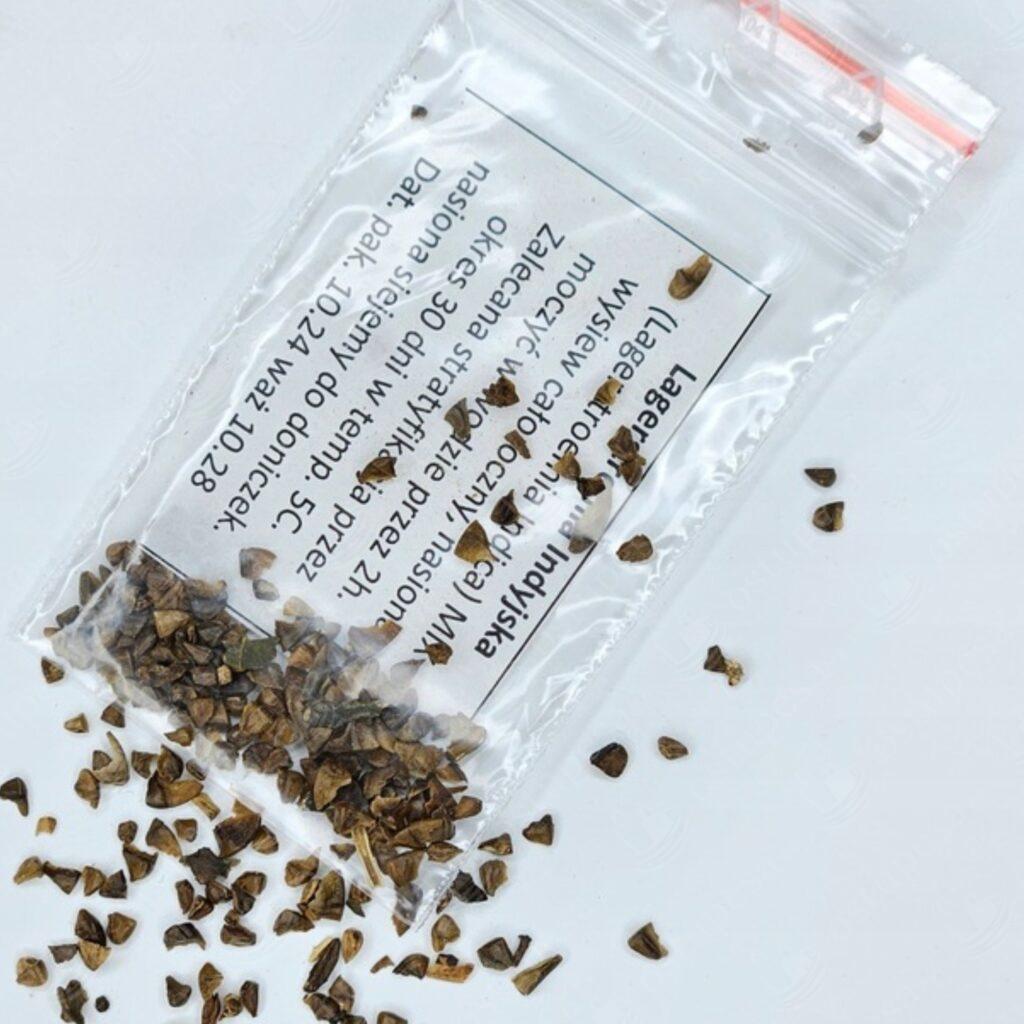 Krepp-mürt seemned, Lagerstroemia indica MIX