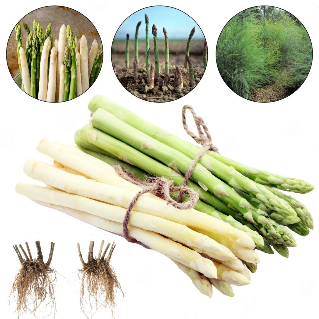 Spargel, Asparagus officinalis “Roem van Washington”, 10 paljasjuurt komplektis