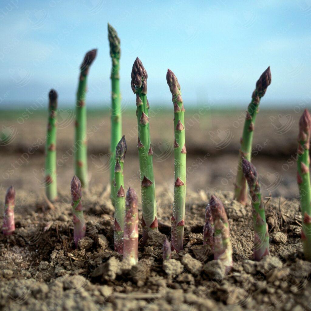 Spargel, Asparagus officinalis “Roem van Washington”, 10 paljasjuurt komplektis