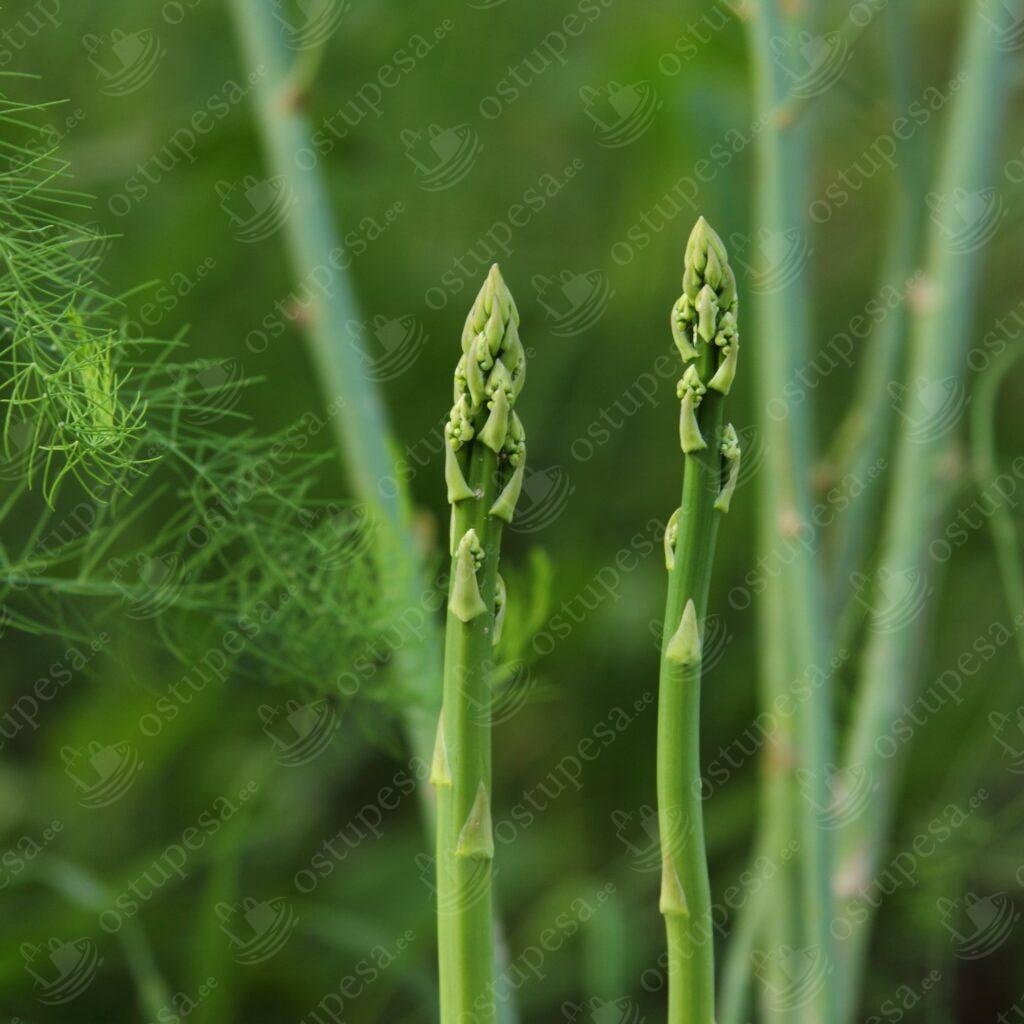 Spargel, Asparagus officinalis “Roem van Washington”, 10 paljasjuurt komplektis