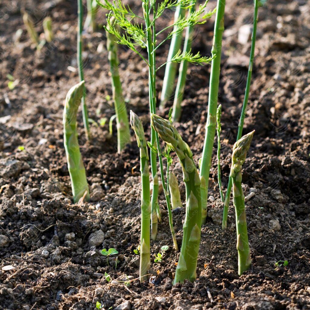 Spargel, Asparagus officinalis “Roem van Washington”, 10 paljasjuurt komplektis