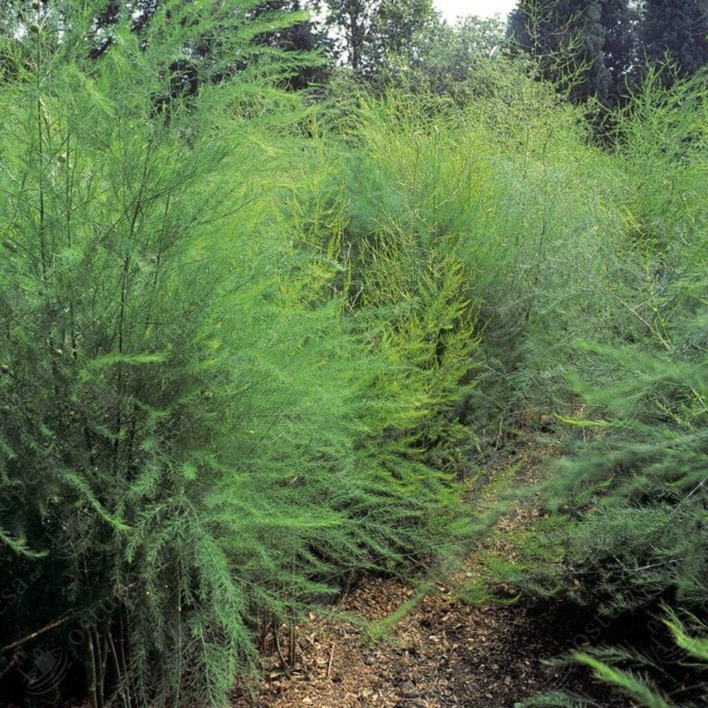 Spargel, Asparagus officinalis “Roem van Washington”, 10 paljasjuurt komplektis