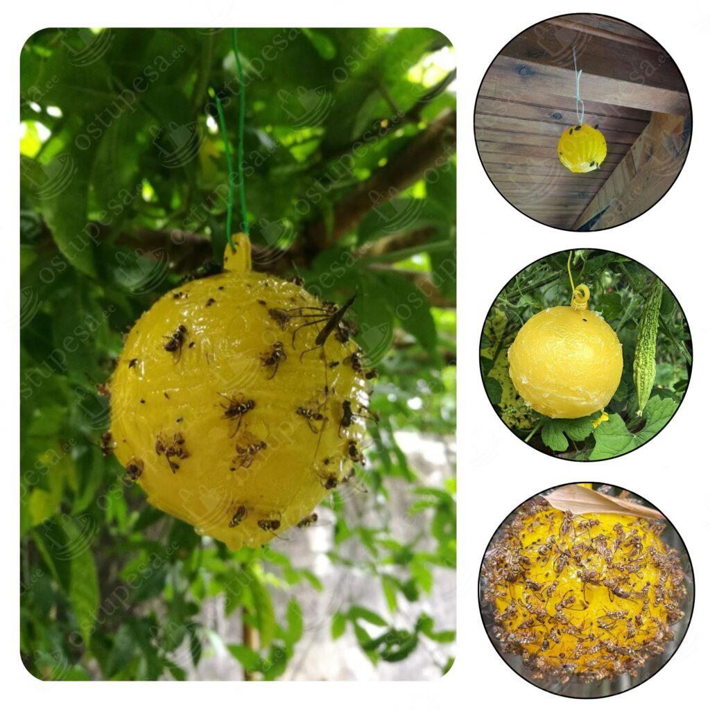 Putukate liimipall, 6 palli pakis