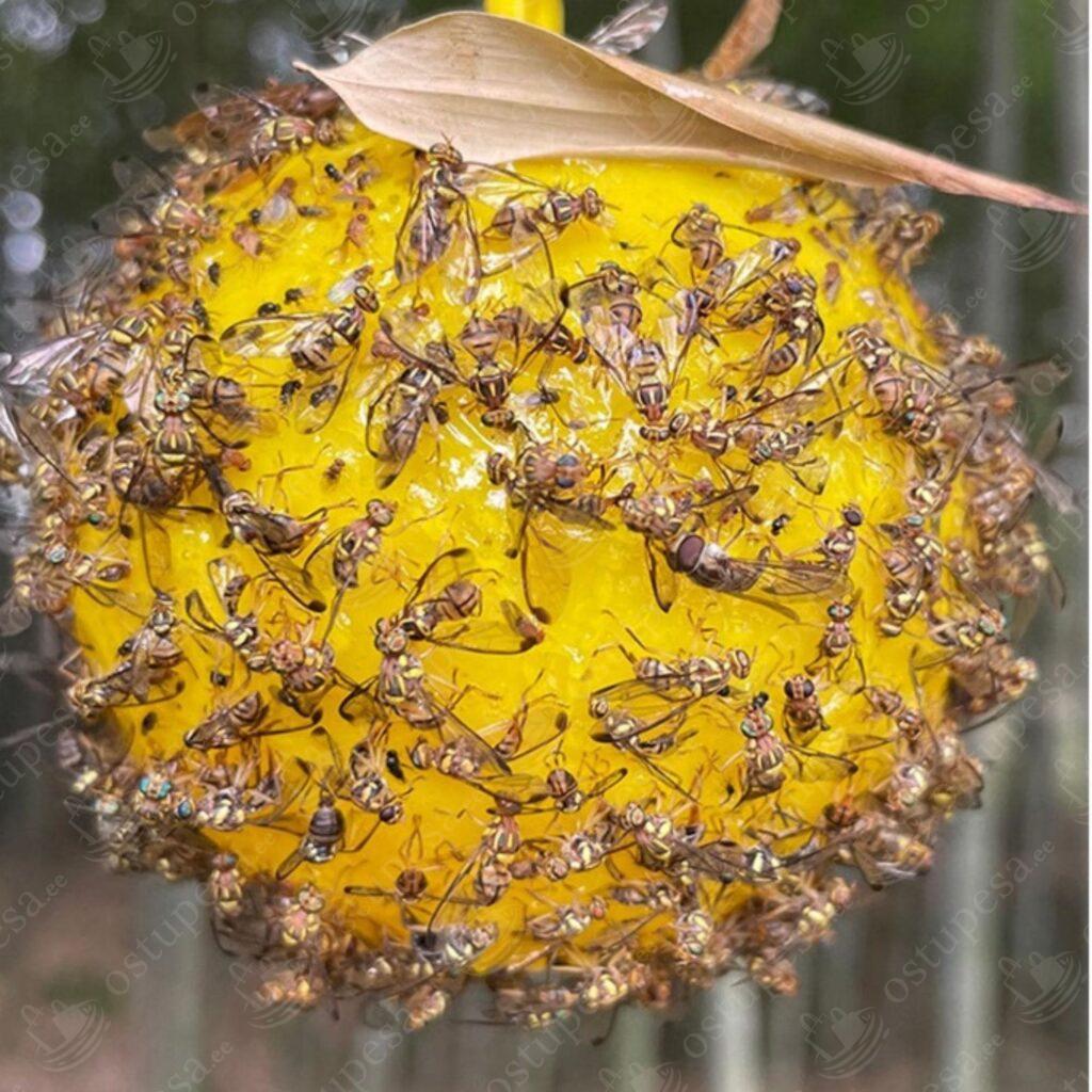 Putukate liimipall, 6 palli pakis