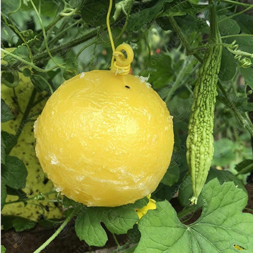 Putukate liimipall, 6 palli pakis