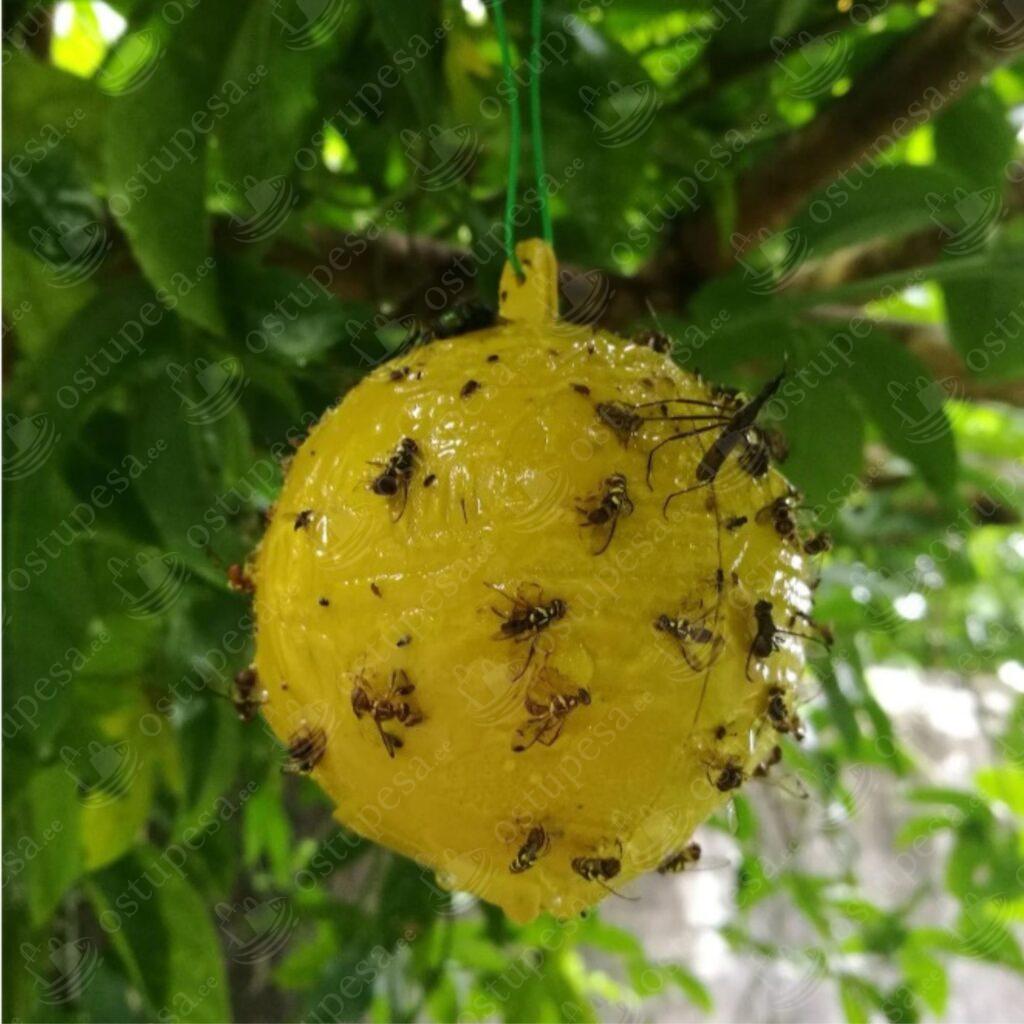 Putukate liimipall, 6 palli pakis