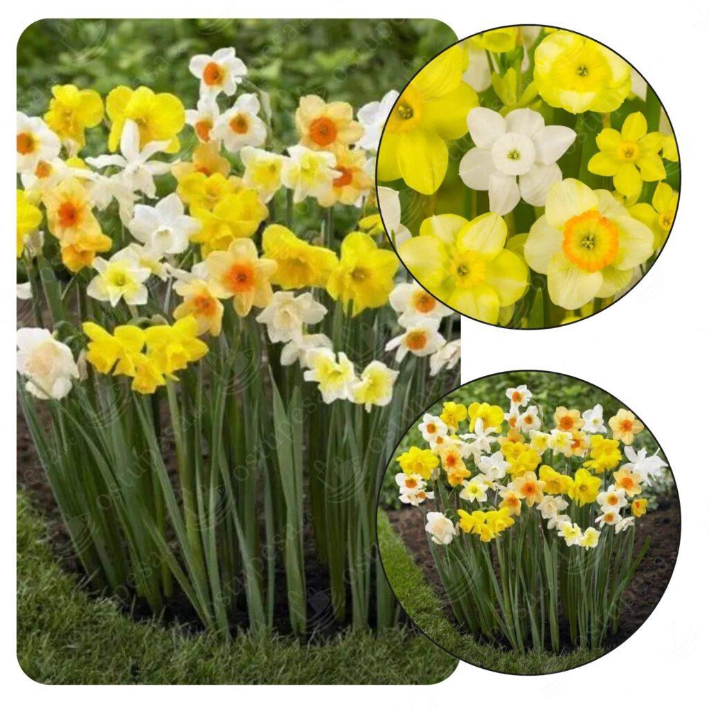 Nartsissisibulate mix, 25 tk pakis