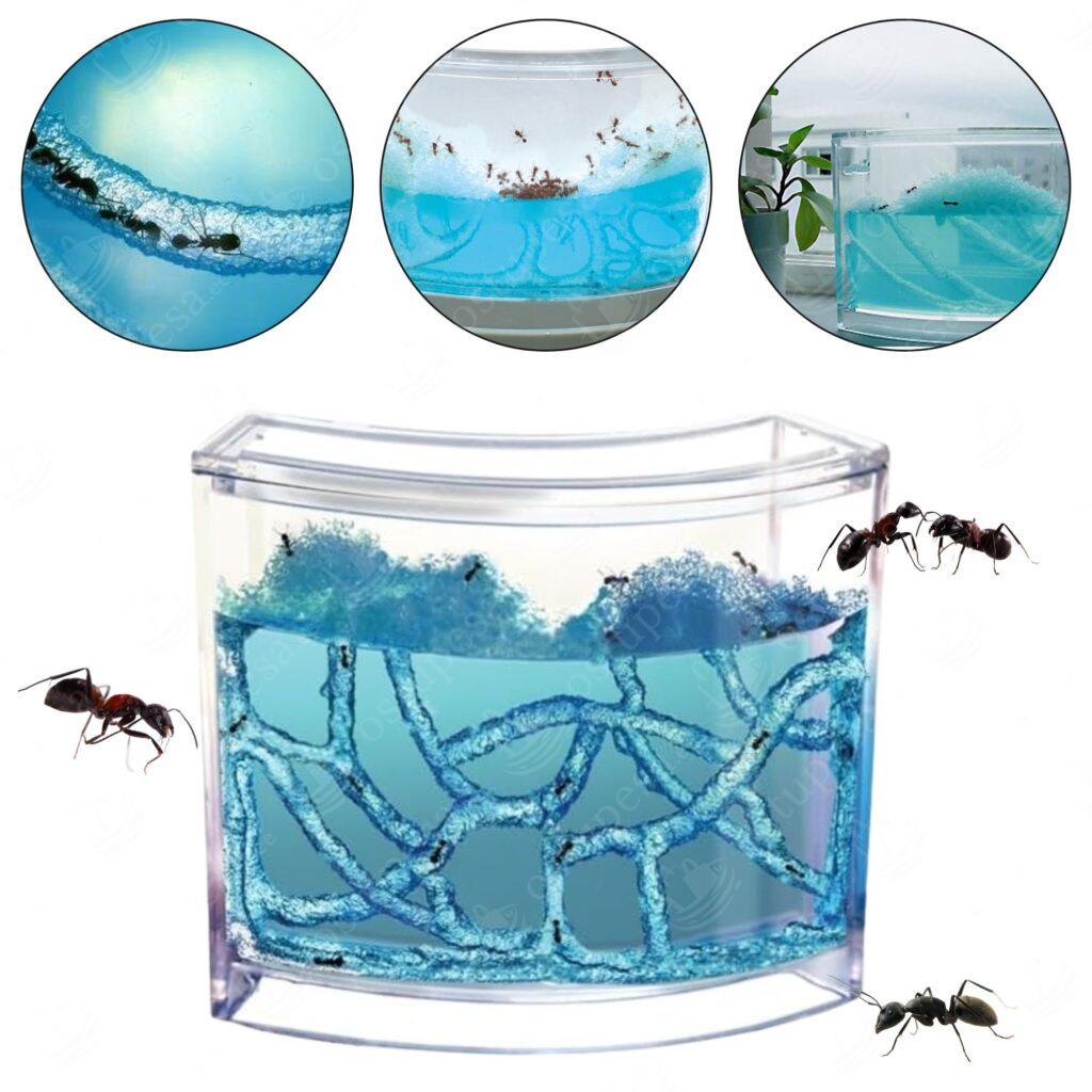 Geelakvaarium sipelgatele