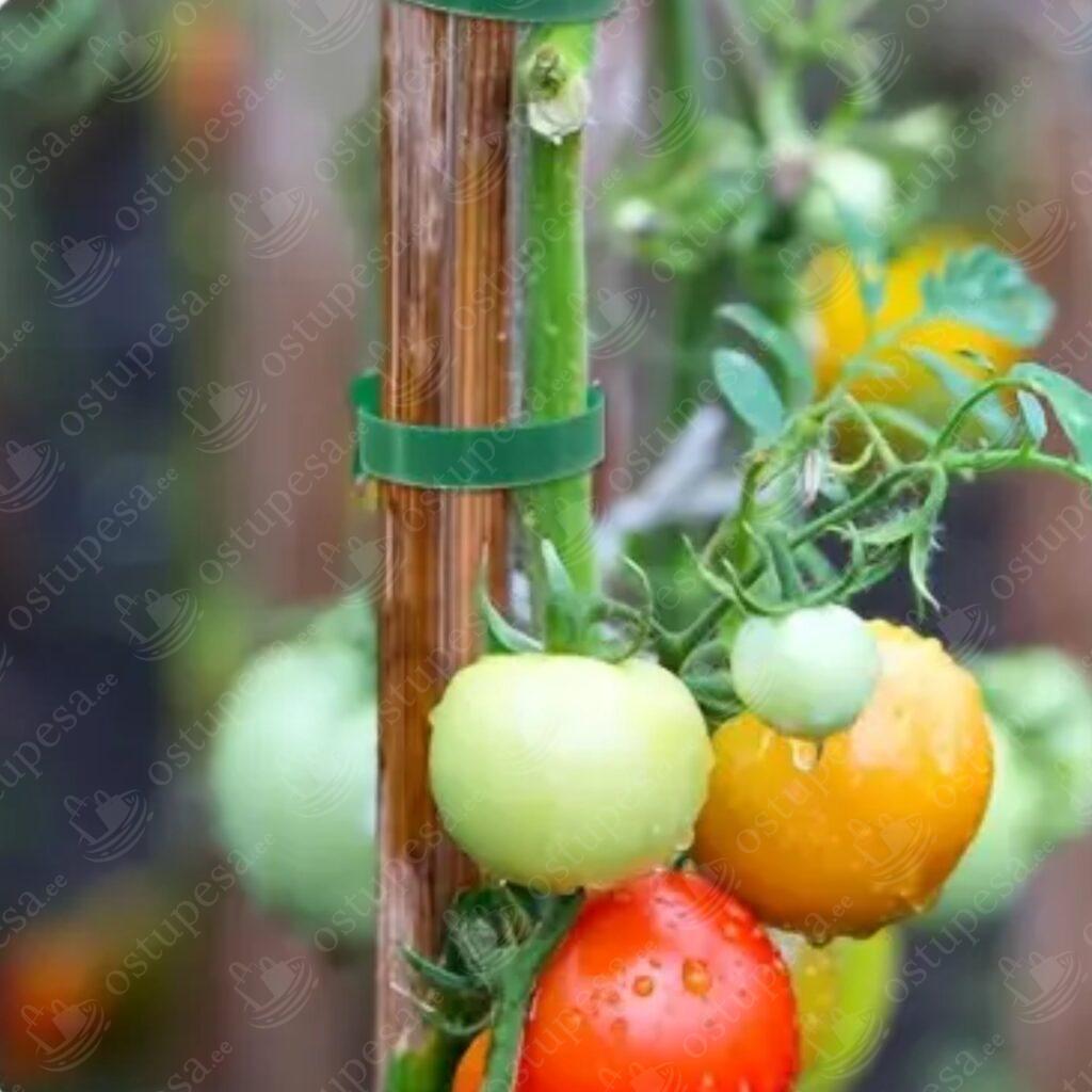 Takjakinnitusega taimepaelad, 100 tk komplektis