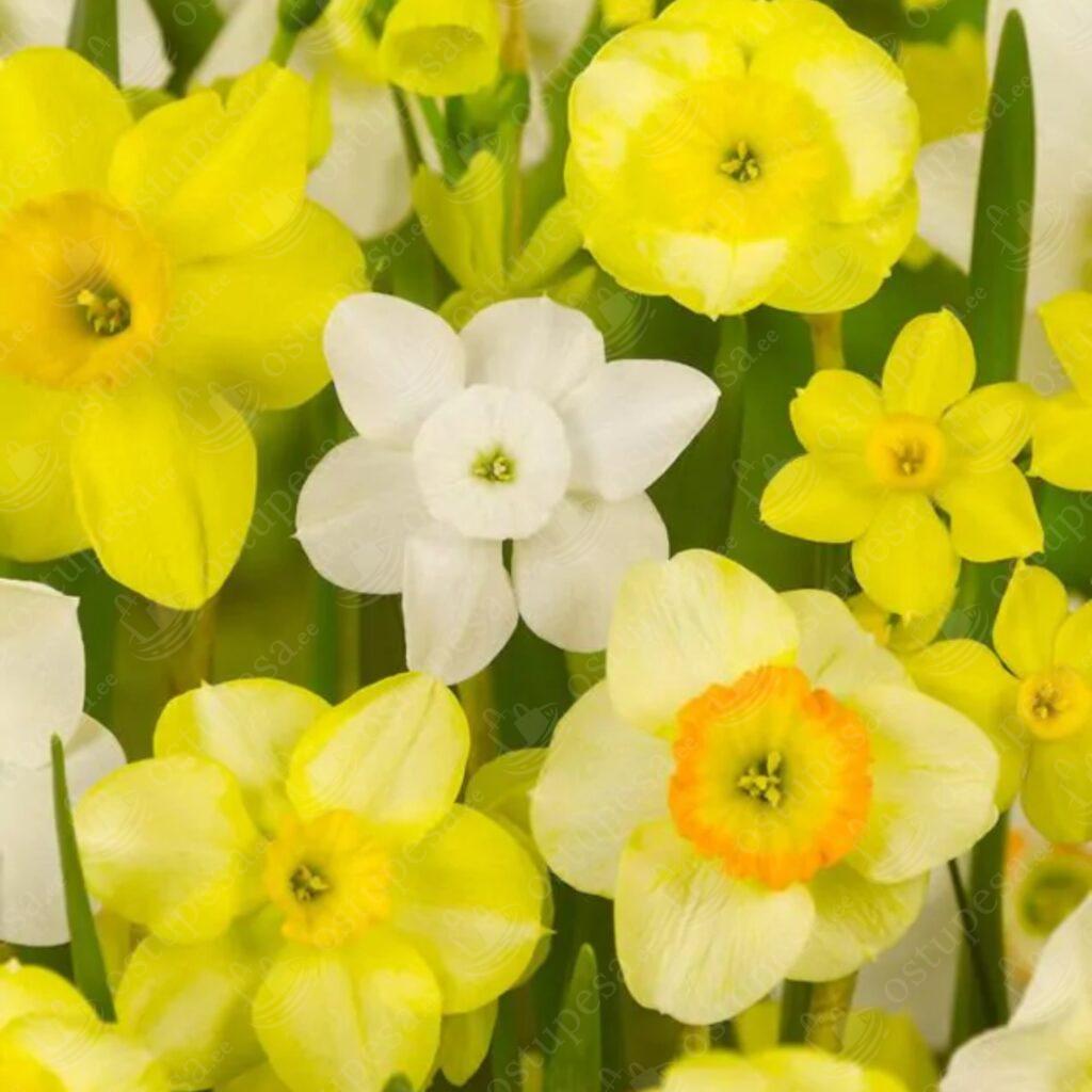 Nartsissisibulate mix, 25 tk pakis