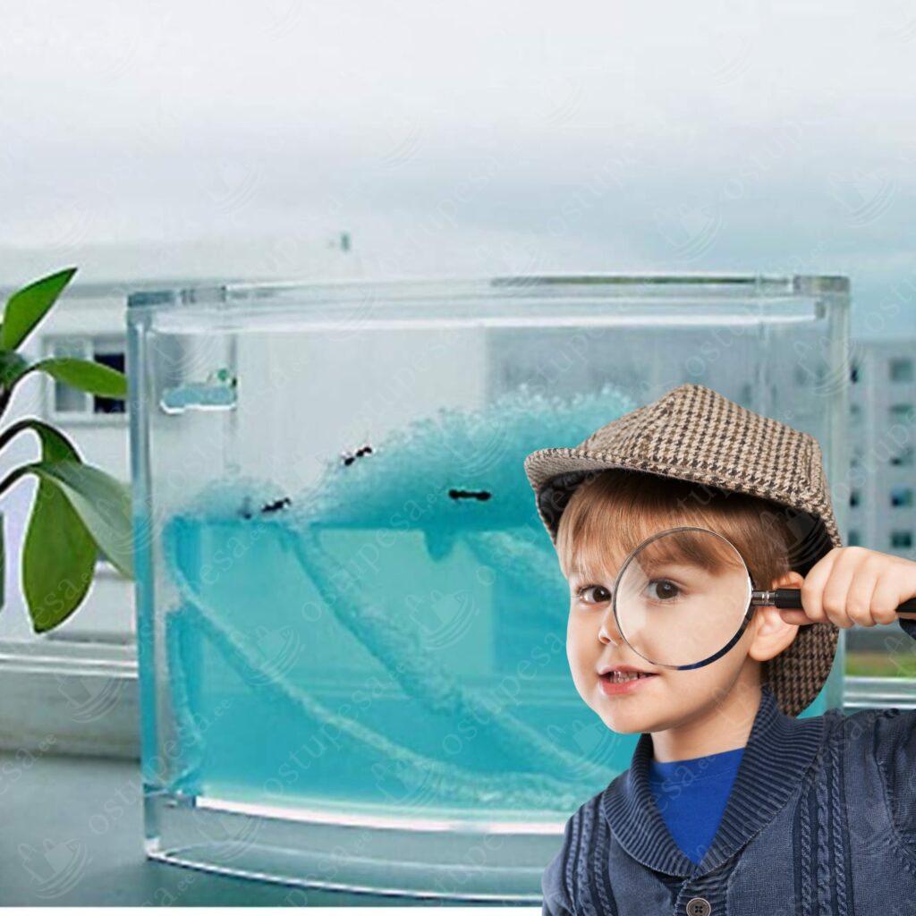 Geelakvaarium sipelgatele