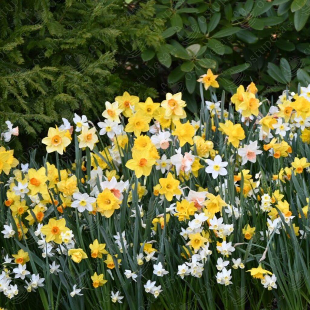 Nartsissisibulate mix, 25 tk pakis