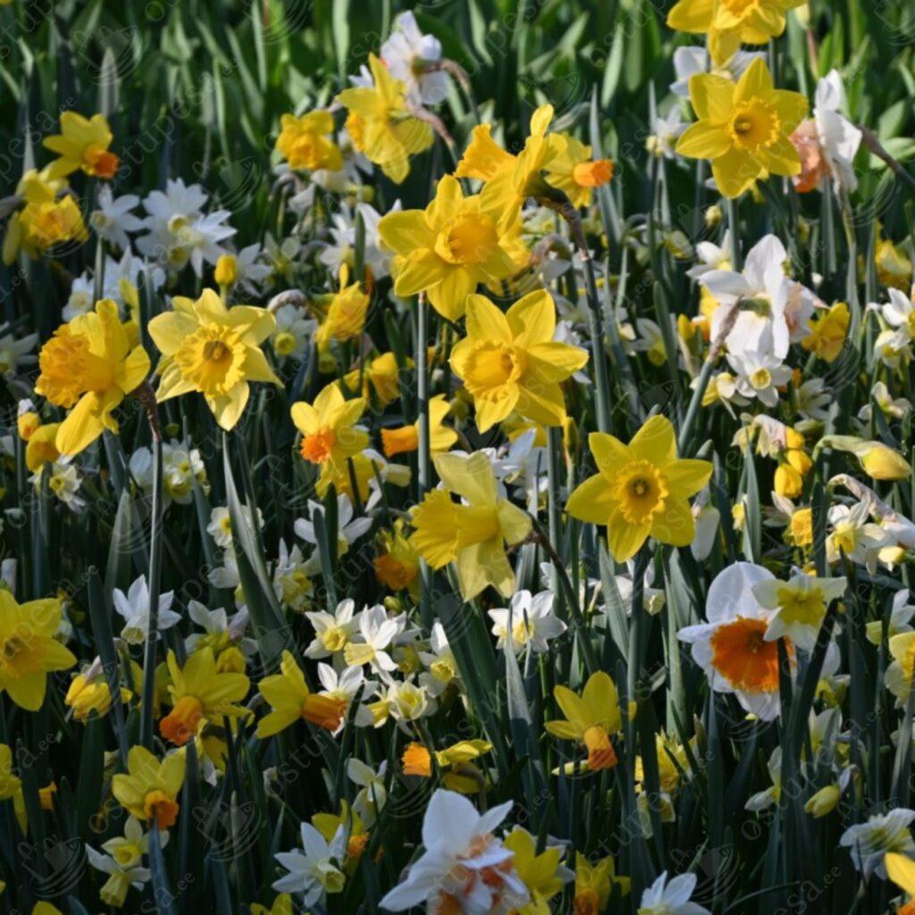 Nartsissisibulate mix, 25 tk pakis