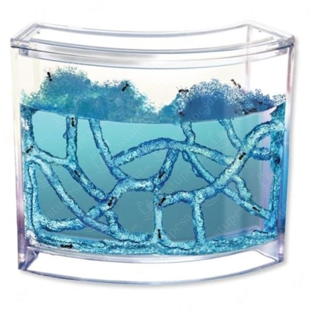 Geelakvaarium sipelgatele