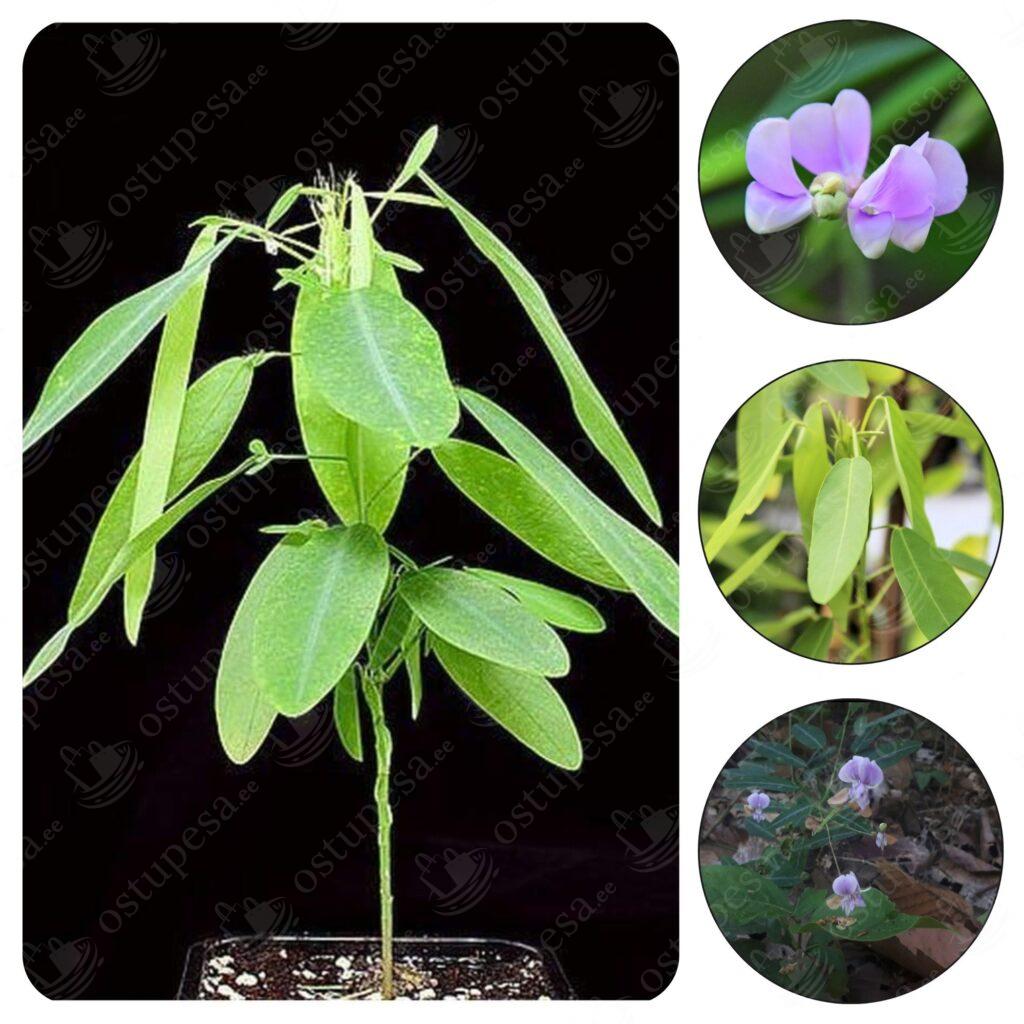 Tantsiv taim “Codariocalyx Motorius”, 5 seemet pakis