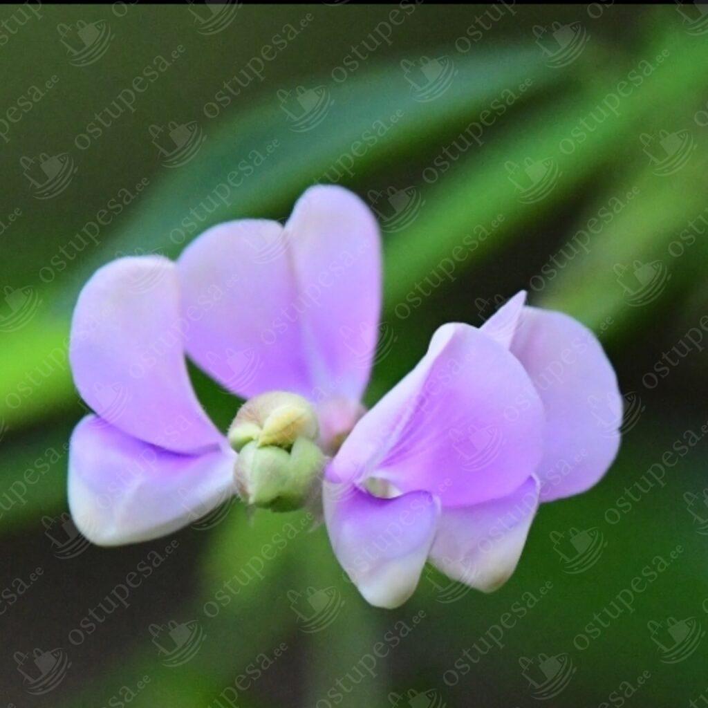 Tantsiv taim “Codariocalyx Motorius”, 5 seemet pakis