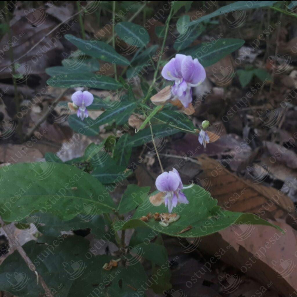 Tantsiv taim “Codariocalyx Motorius”, 5 seemet pakis