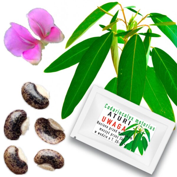 Tantsiv taim "Codariocalyx Motorius", 5 seemet pakis