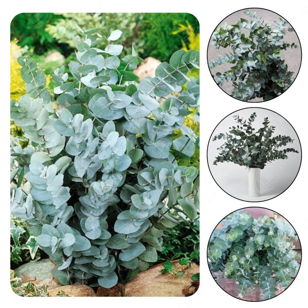 Hall eukalüpt “Silver Dollar”, seemned