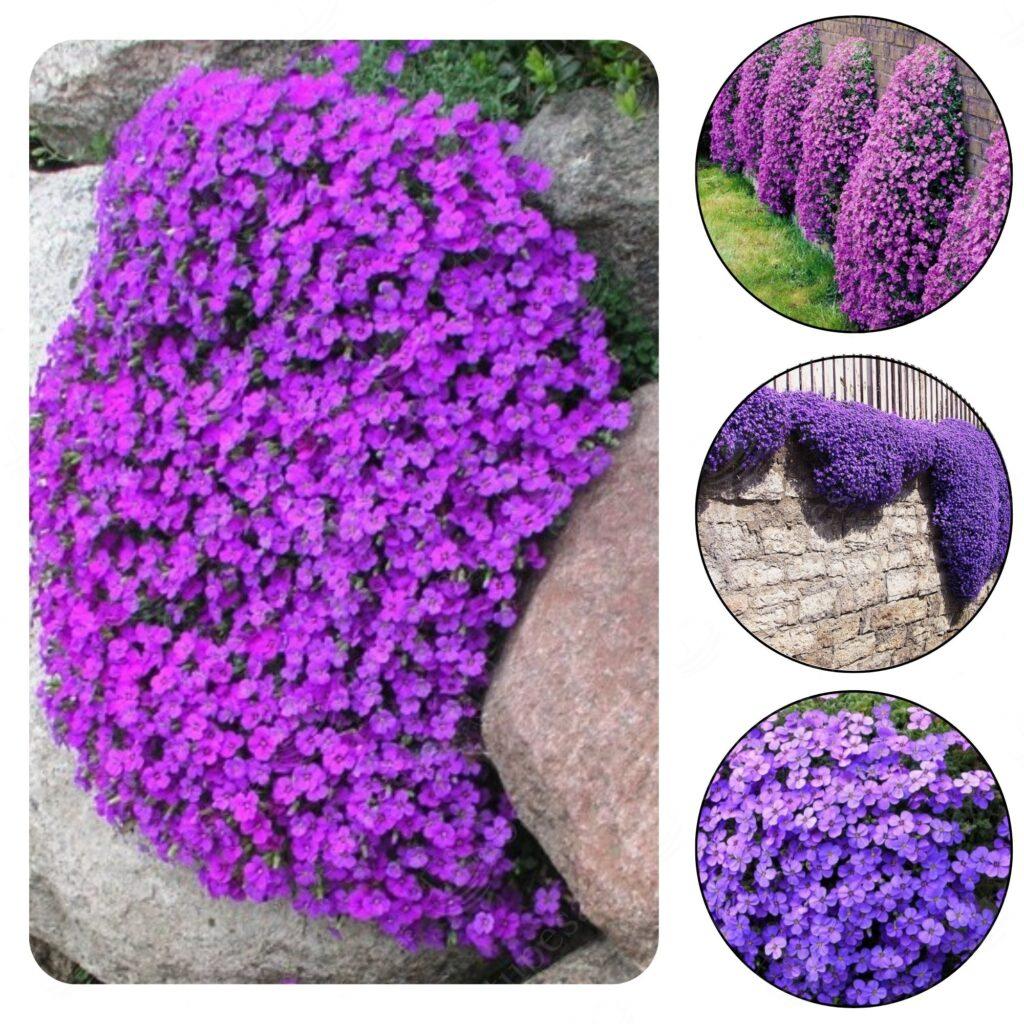 Harilik aubrieeta “Aubrieta Deltoidea” seemned, 2 pakki komplektis