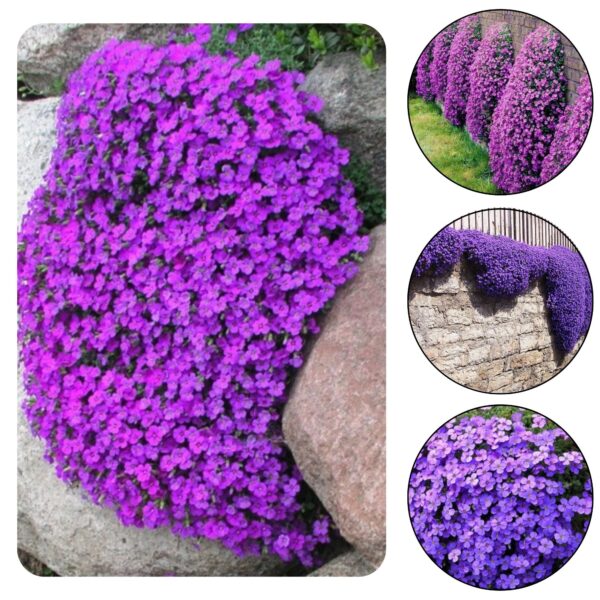 Harilik aubrieeta "Aubrieta Deltoidea" seemned, 2 pakki komplektis