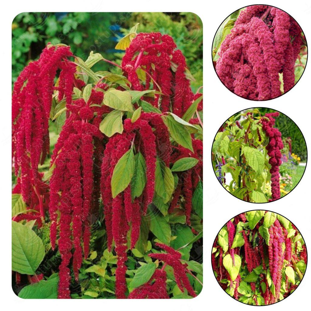 Aed-Rebashein “Amaranthus caudatus” seemned, 2 pakki komplektis