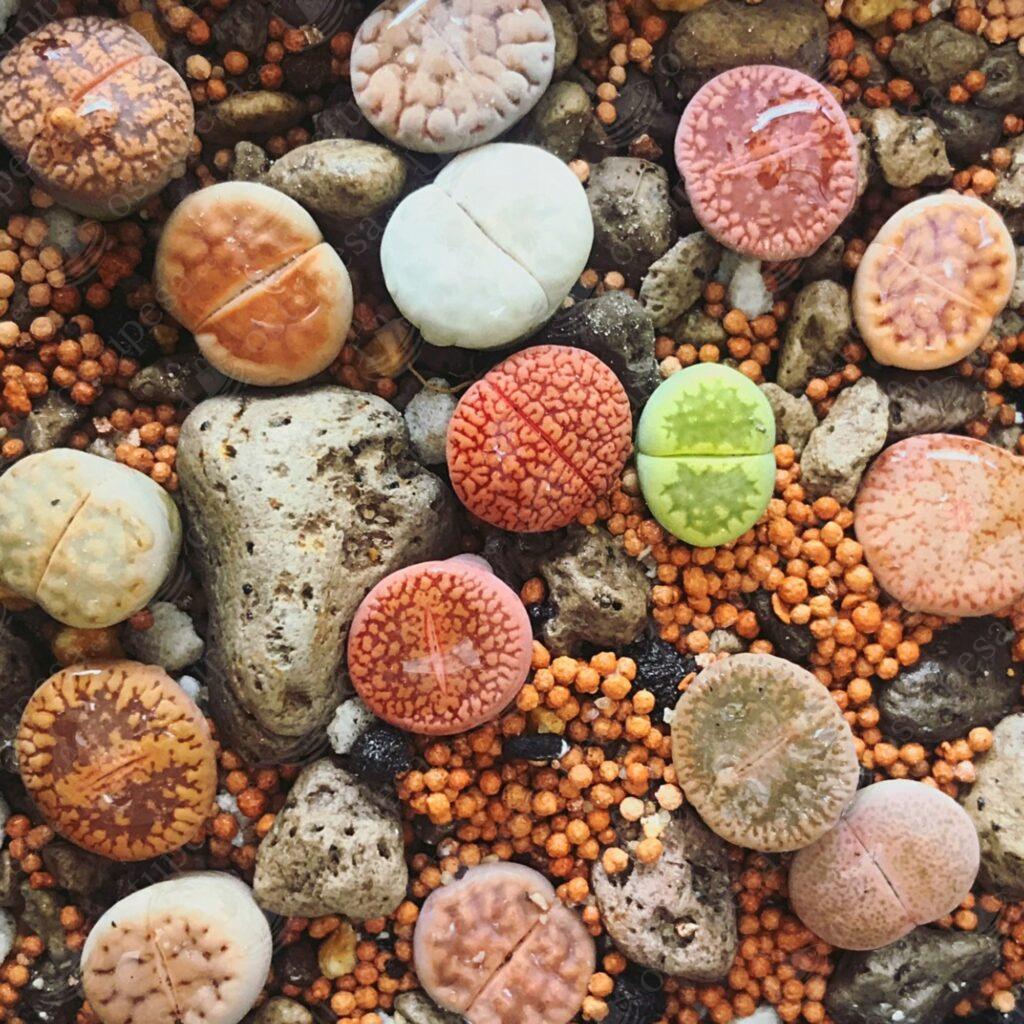 Elavad kivid, Lithops sp., värvide mix, 20 seemet pakis