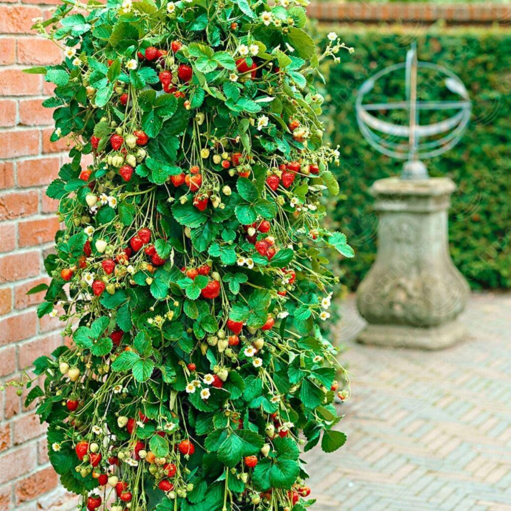 Maasikaseemned, rippuv maasikas Tresca, 2 pakki komplektis