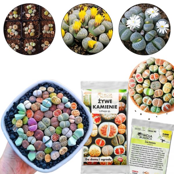 Elavad kivid, Lithops sp., värvide mix, 20 seemet pakis