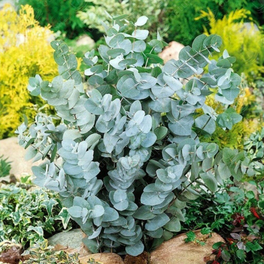 Hall eukalüpt “Silver Dollar”, seemned