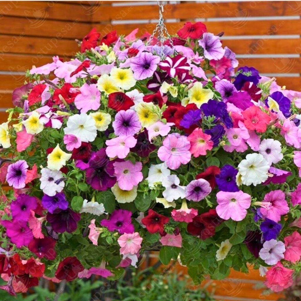 Ripp-petuunia seemned, segupakk, 500 seemet pakis