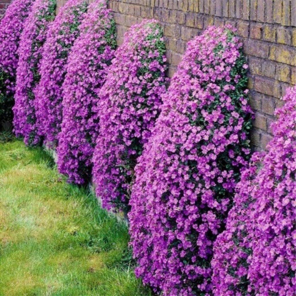 Harilik aubrieeta “Aubrieta Deltoidea” seemned, 2 pakki komplektis