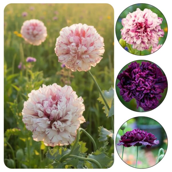 Pojengiõielise mooni seemned, Papaver paeoniflorum