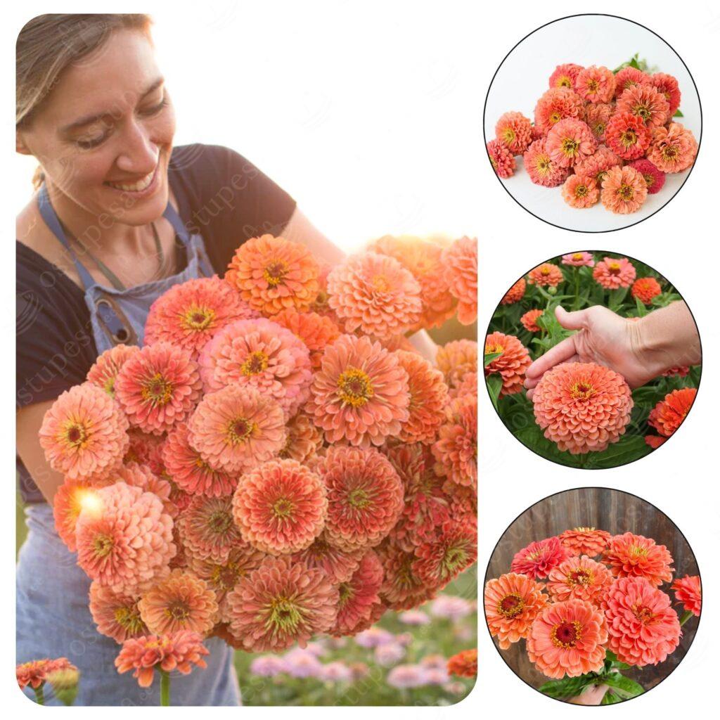 Pruudisõlg, seemned, Zinnia elegans Benary’s Giant Salmon Rose