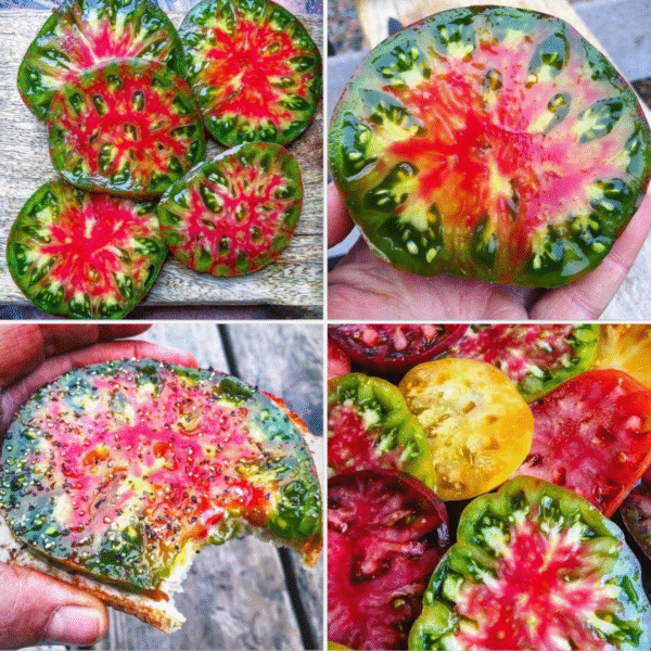 Tomatiseemned "Ananas Noire"