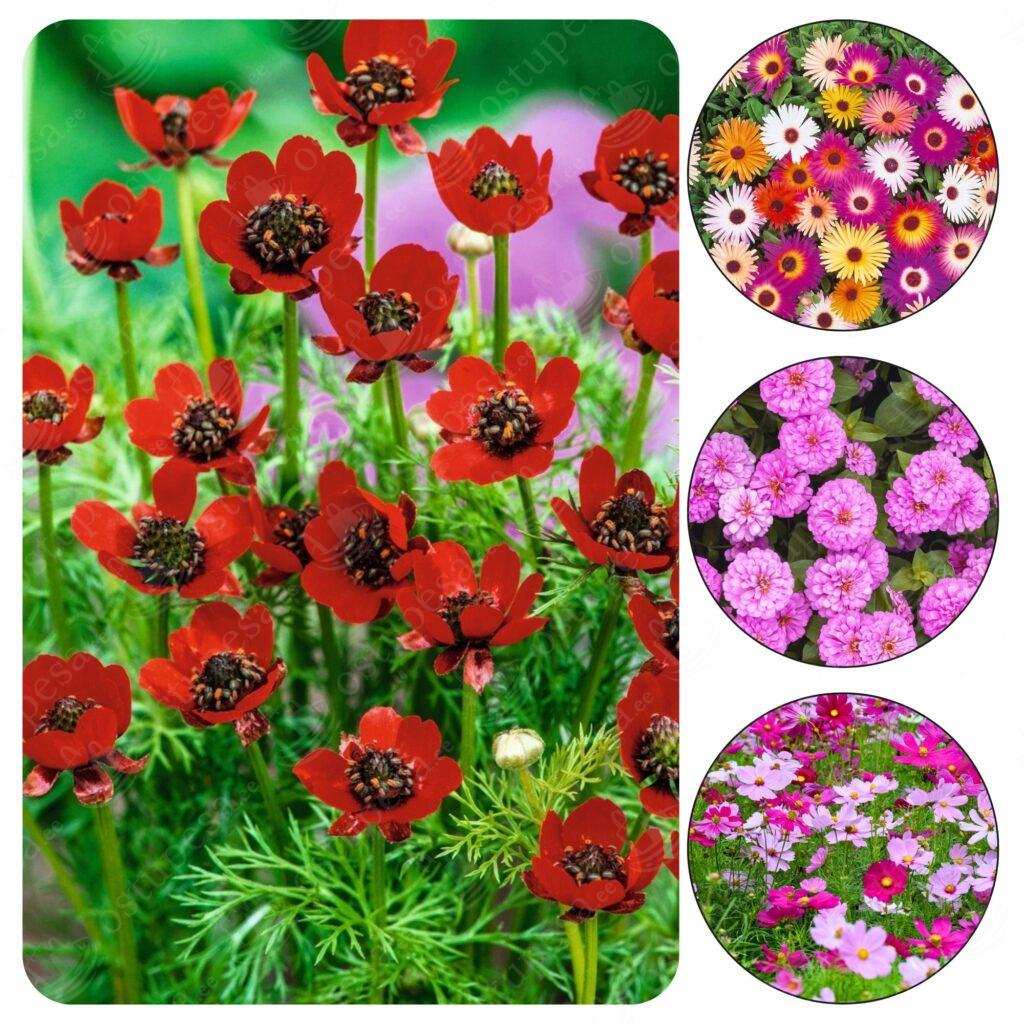 Suvelillede seemned, 4 erinevat komplektis (Kosmos, Adonis, Cynia, Mesembryanthemum)